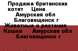 Продажа британских котят  › Цена ­ 10 000 - Амурская обл., Благовещенск г. Животные и растения » Кошки   . Амурская обл.,Благовещенск г.